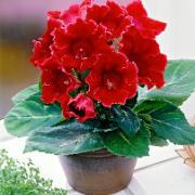 Gloxinia 'Scarlet Red'