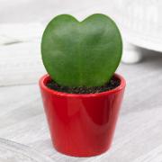 Hjärtporslinsblomma med kruka