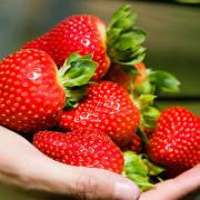 Jordgubbar 'Sweet Eve'®