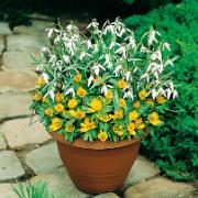 Vintergäck + Snödroppar