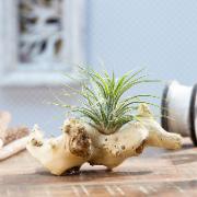 Nåltillandsia arrangemang - grön