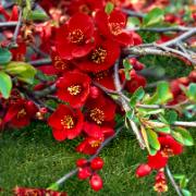 Hybridrosenkvitten 'Red Trail'