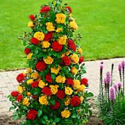 Fontänros 'Spanish Plate'