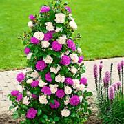 Fontänros 'Mystery Plate'