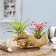 Tillandsia arrangemang - 2 sorter