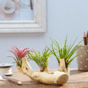 Tillandsia arrangemang - 3 sorter