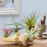 Tillandsia arrangemang - 4 sorter