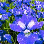 Strandiris 'Blue Bird'