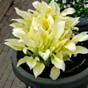Funkia 'White Feather'