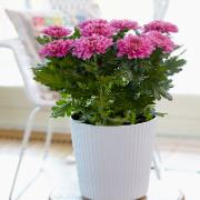 Krysantemum Chrysanne® 'Zembla Purple'