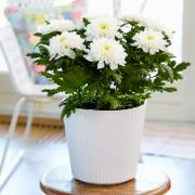 Krysantemum Chrysanne® 'Zembla White'
