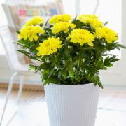 Krysantemum Chrysanne® 'Zembla Yellow'