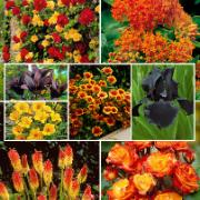 Rabatt 'Bohemian Rhapsody'