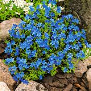 Färdig rabatt 'Shocking Blue'