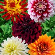 Dahlia mix av dekorativa och kaktusdahlior