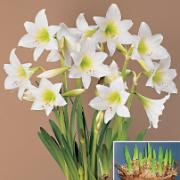 Amaryllis ’White Garden’