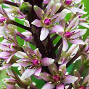 Tofslilja 'Sparkling Burgundy'