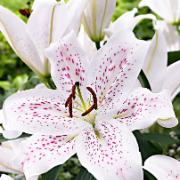 Liljor 'Extravaganza'® mix