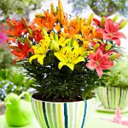 Asiatiska liljor 'Matrix' mix