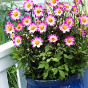 Dahlia 'Tiny Florart'