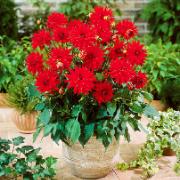 Dahlia 'Red Pigmy'