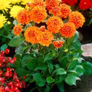 Terrassdahlia 'Orange Nugget'