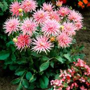 Dahlia 'Park Princess'