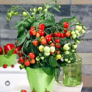 Körsbärstomater 'Heartbreaker Vita' F:1 hybrid