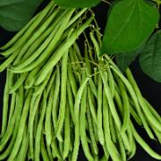 Trädgårdsböna 'Sultana'