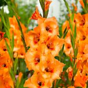 Storblomstrande gladioler 'Peter Pears'
