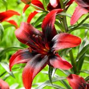 Asiatiska liljor Tango'® 'London Heart'