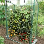 Växthus för tomater