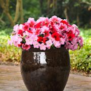 Fuseables® 'Strawberry Wine' Mix