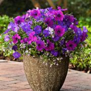 Fuseables® 'Healing Waters'