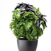 Fusable® Basilika 'Try Basil' Mix