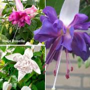Fuchsia Giant kollektion i 3 sorter