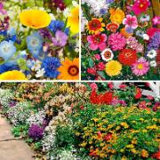 Blomsterfrömattor, 3 sorter