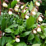 Guckosko eller skoblomma