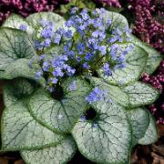 Kaukasisk förgätmigej 'Jack Frost'