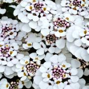 Iberis 'Masterpiece'®