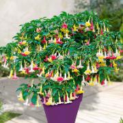 Änglatrumpet 'Tricolor' mix