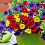 Calibrachoa 'Bolero' Mix