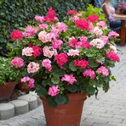 'Klättrande' pelargon Mix