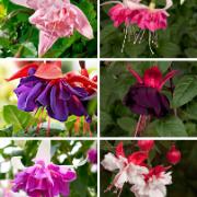 Kollektion med jättestora Fuchsior (6 sorter)