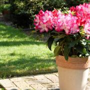 Rhododendron ‘XXL’®