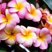 Frangipani eller Tempelblomma