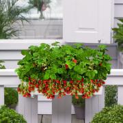 Balkonglåda med 8 jordgubbsplantor