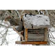 Trädgårdsmålning – Ekorre