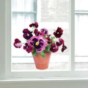 Flat Flowers fönsterstickers 'Violer'