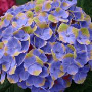 Hortensia Magical® 'Amethyst Blue'